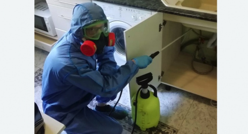 Уничтожение муравьев в квартире. Пятигорск