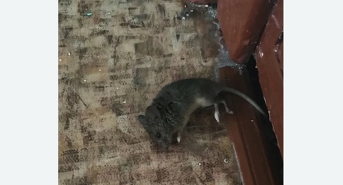Дезинфекция от мышей в Пятигорске