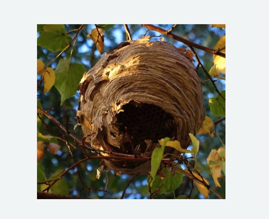 Обработка от шершней в Пятигорске