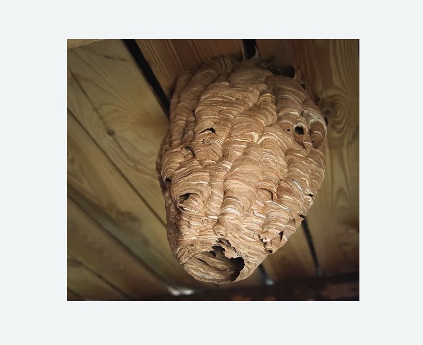 обработка от шершней в Пятигорске